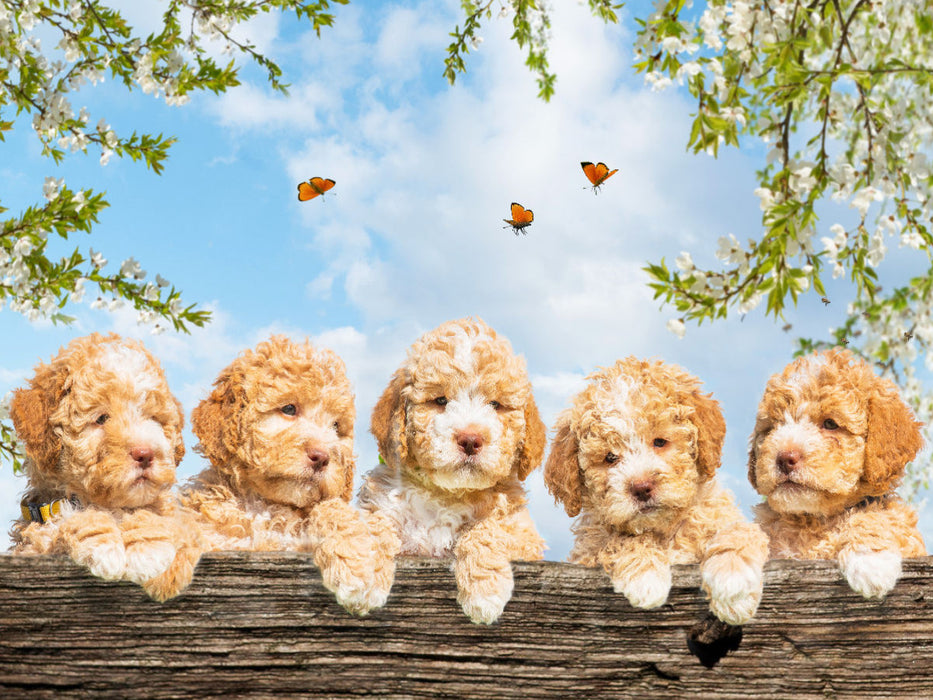 Ein Motiv aus dem Kalender Lagotto Romagnolo - Bilder aus der Kinderstube - CALVENDO Foto-Puzzle'