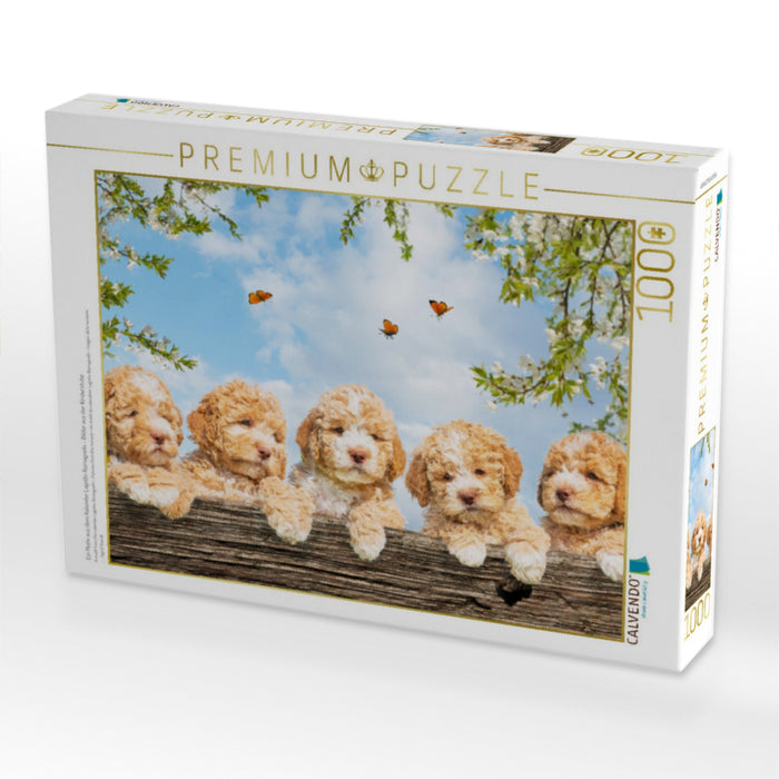Ein Motiv aus dem Kalender Lagotto Romagnolo - Bilder aus der Kinderstube - CALVENDO Foto-Puzzle'