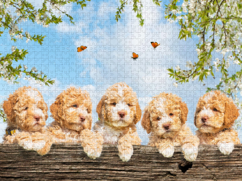 Ein Motiv aus dem Kalender Lagotto Romagnolo - Bilder aus der Kinderstube - CALVENDO Foto-Puzzle'