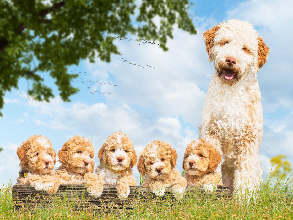 5 Wochen alte Welpen mit ihrer Mutter - CALVENDO Foto-Puzzle'