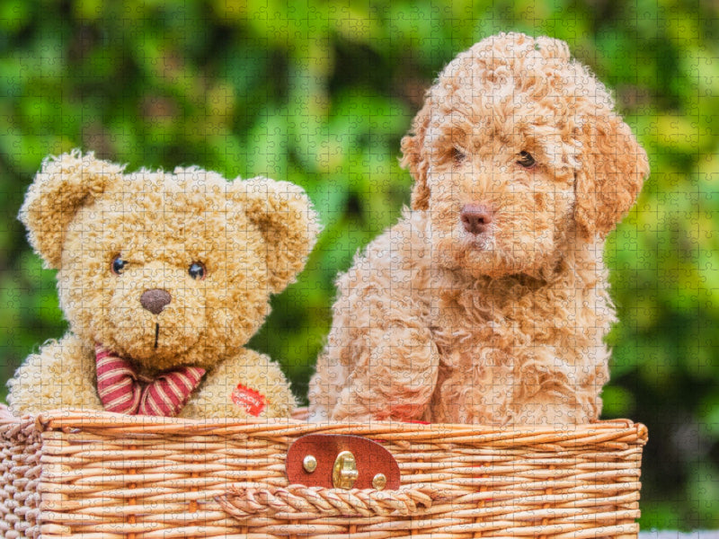 Zwei Kuschelteddys - CALVENDO Foto-Puzzle'
