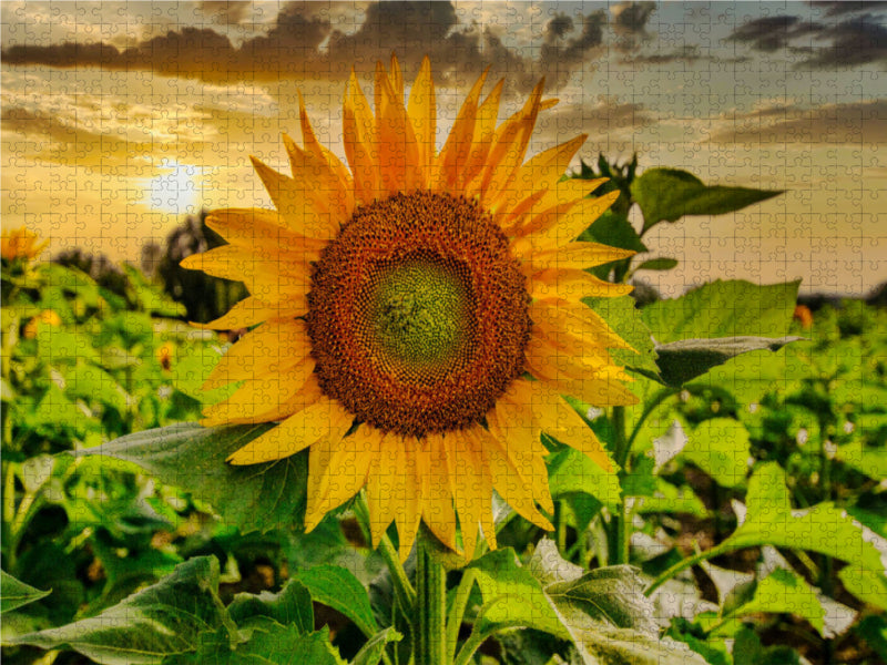 Sonnenblumenfeld in der Lausitz 2000 Teile Puzzle quer - CALVENDO Foto-Puzzle'