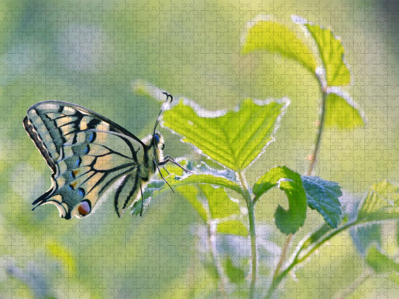 Der stolze Schwalbenschwanz - CALVENDO Foto-Puzzle'