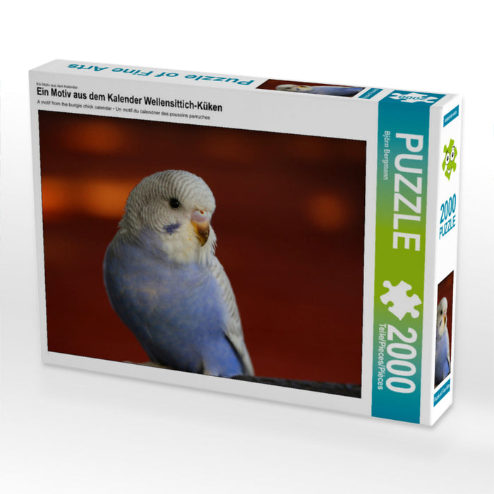 Budgie chicks - CALVENDO photo puzzle 