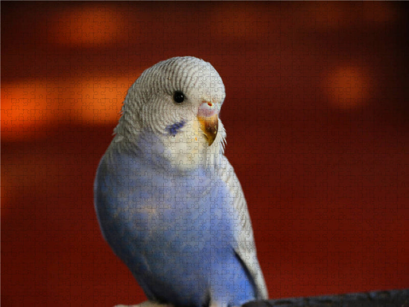 Budgie chicks - CALVENDO photo puzzle 