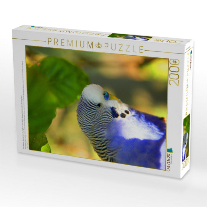 Bei direkter Sonneneinwirkung brauchen Wellis dringend kühlende Schattenplätze - CALVENDO Foto-Puzzle'