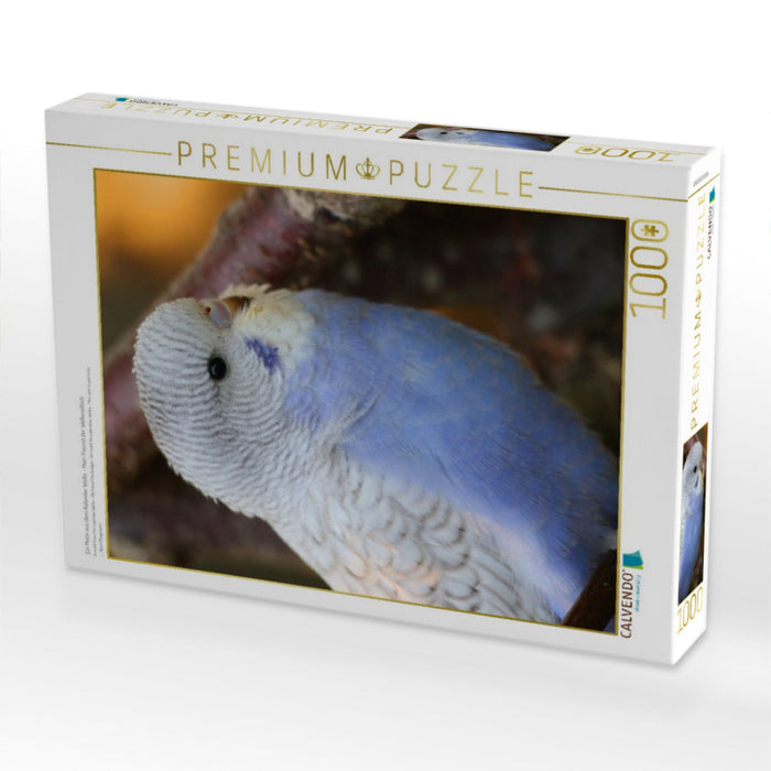 Ein Motiv aus dem Kalender Wellis - Mein Freund der Wellensittich - CALVENDO Foto-Puzzle'