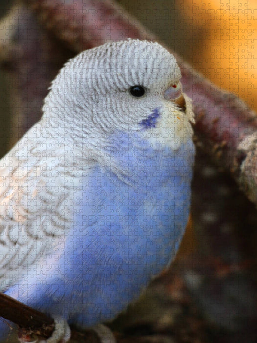 Ein Motiv aus dem Kalender Wellis - Mein Freund der Wellensittich - CALVENDO Foto-Puzzle'