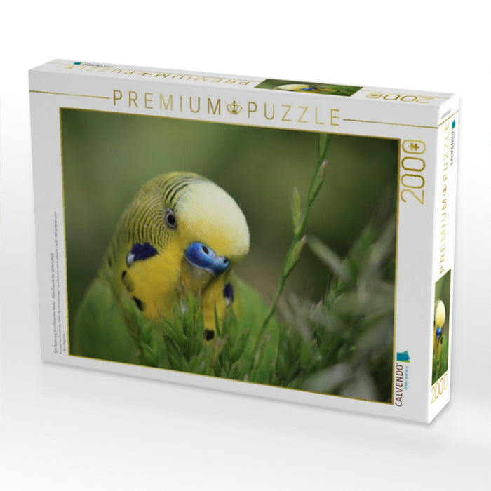 Ein Motiv aus dem Kalender Wellis - Mein Freund der Wellensittich - CALVENDO Foto-Puzzle'
