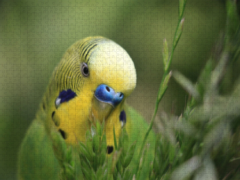 Ein Motiv aus dem Kalender Wellis - Mein Freund der Wellensittich - CALVENDO Foto-Puzzle'