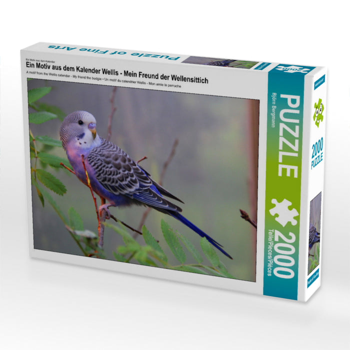 Ein Motiv aus dem Kalender Wellis - Mein Freund der Wellensittich 2000 Teile Puzzle quer - CALVENDO Foto-Puzzle'