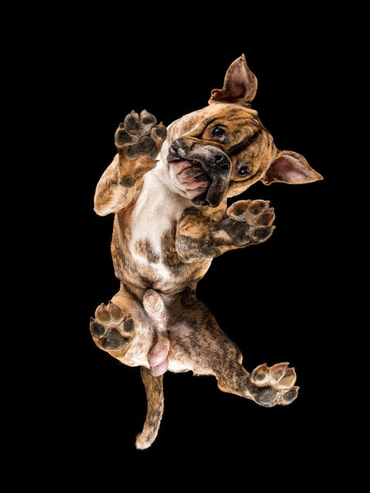Benito - CALVENDO Foto-Puzzle'