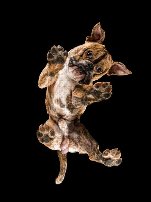 Benito - CALVENDO Foto-Puzzle'
