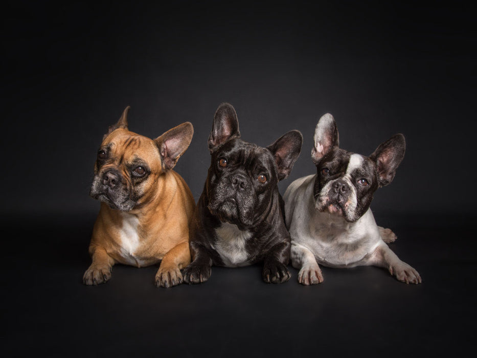 Ein Motiv aus dem Kalender Bullymania - Französische Bulldoggen - CALVENDO Foto-Puzzle'