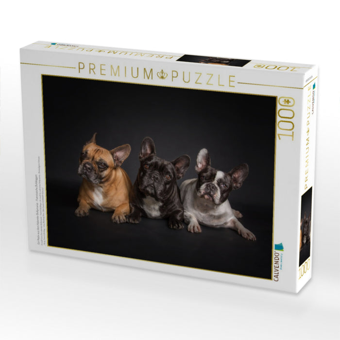 Ein Motiv aus dem Kalender Bullymania - Französische Bulldoggen - CALVENDO Foto-Puzzle'