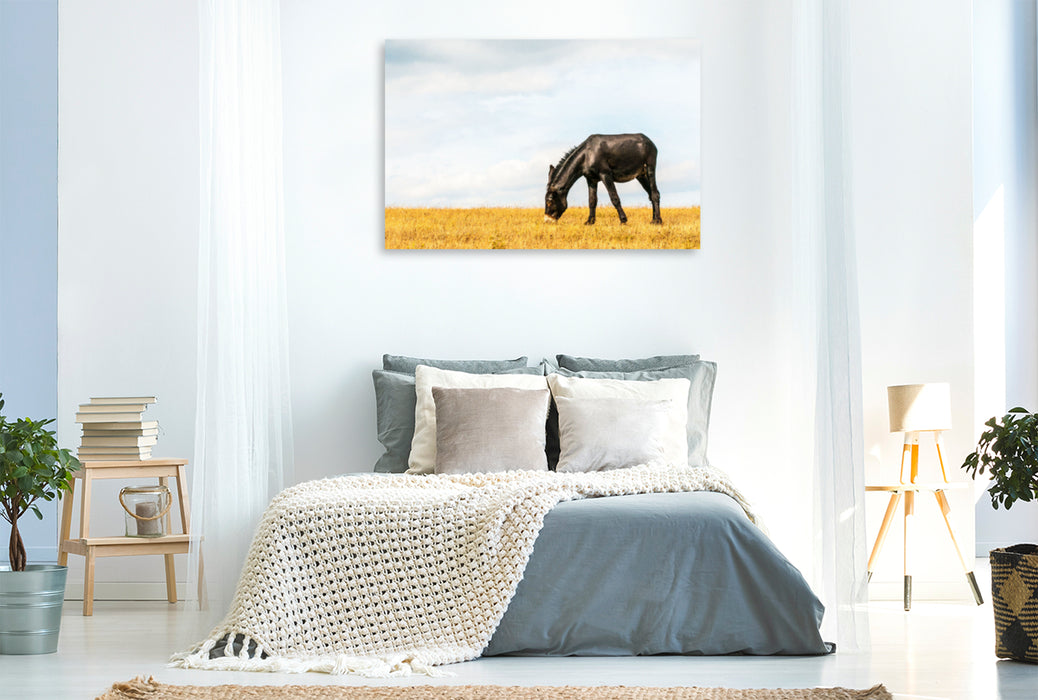 Premium textile canvas Premium textile canvas 120 cm x 80 cm landscape Eye-catcher: black horse with Bulgarian-Catalan gene pool 