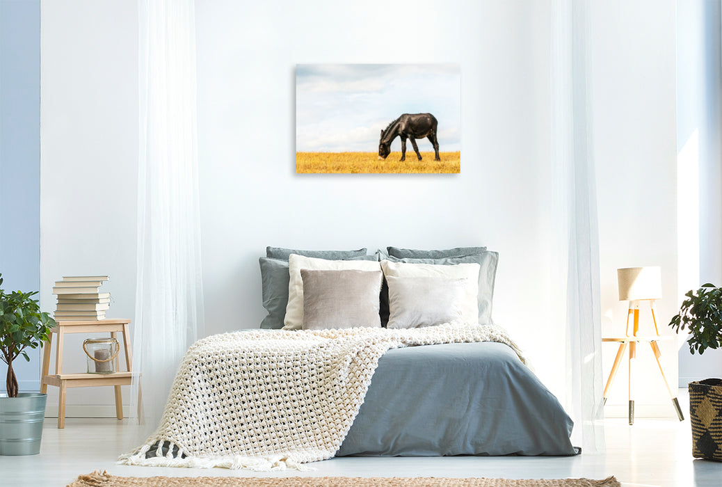 Premium textile canvas Premium textile canvas 120 cm x 80 cm landscape Eye-catcher: black horse with Bulgarian-Catalan gene pool 