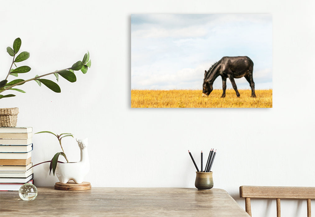 Premium textile canvas Premium textile canvas 120 cm x 80 cm landscape Eye-catcher: black horse with Bulgarian-Catalan gene pool 