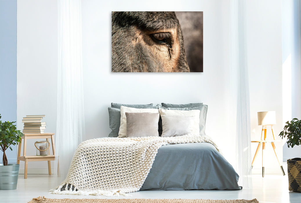 Premium textile canvas Premium textile canvas 120 cm x 80 cm landscape Silver-colored eye ring of the Bulgarian donkey 