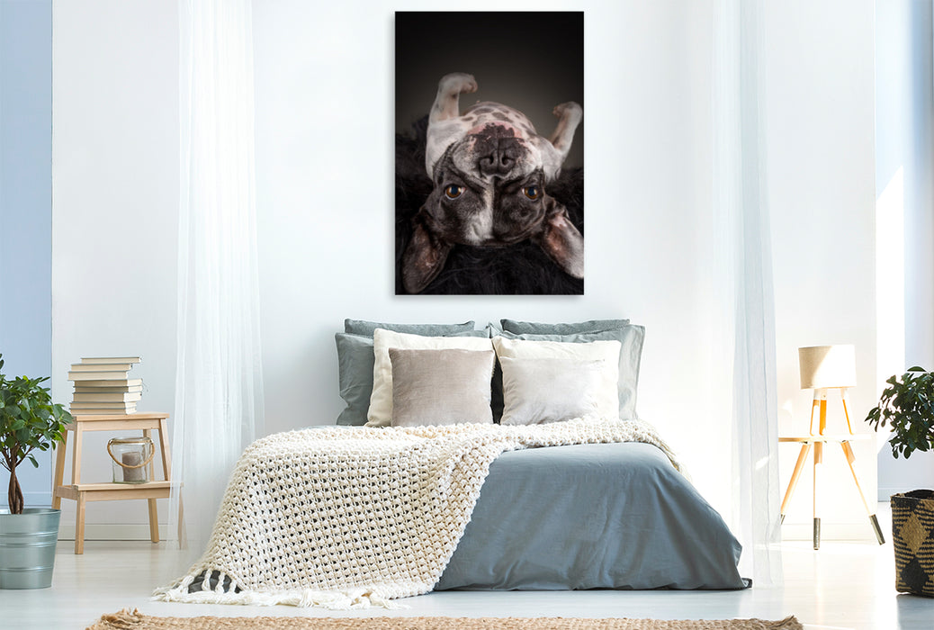 Premium Textil-Leinwand Premium Textil-Leinwand 80 cm x 120 cm  hoch Ein Motiv aus dem Kalender Bullyzauber - Französische Bulldoggen