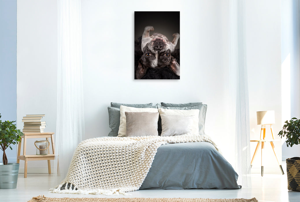 Premium Textil-Leinwand Premium Textil-Leinwand 80 cm x 120 cm  hoch Ein Motiv aus dem Kalender Bullyzauber - Französische Bulldoggen