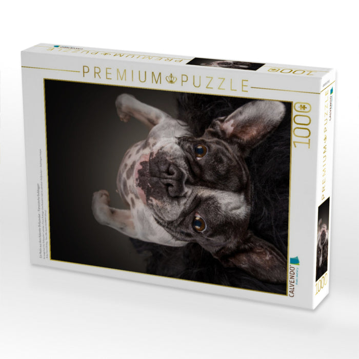 Ein Motiv aus dem Kalender Bullyzauber - Französische Bulldoggen - CALVENDO Foto-Puzzle'