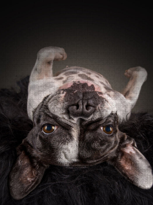 Ein Motiv aus dem Kalender Bullyzauber - Französische Bulldoggen - CALVENDO Foto-Puzzle'
