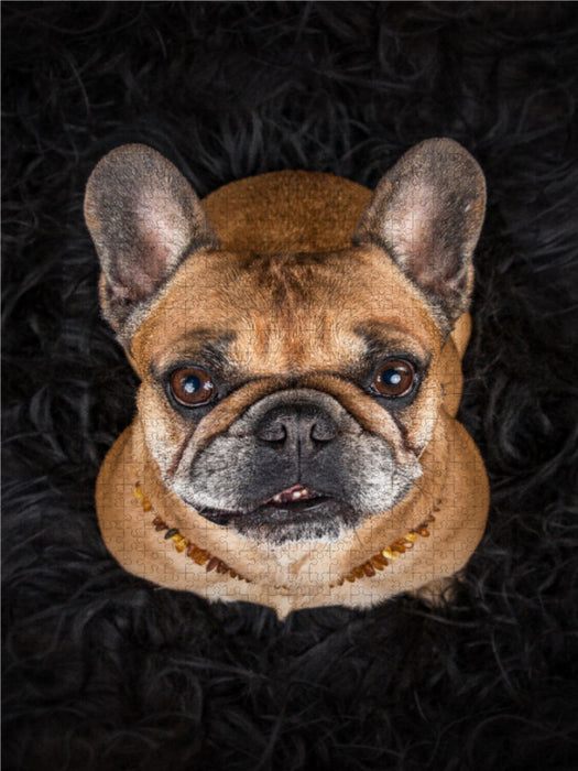 Peanut - CALVENDO photo puzzle 
