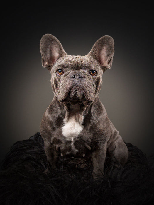 Ludwig - CALVENDO photo puzzle 