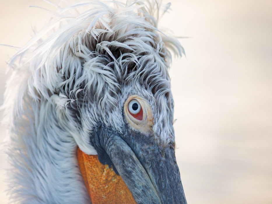 Ein Motiv aus dem Kalender Charismatische Vögel - CALVENDO Foto-Puzzle'