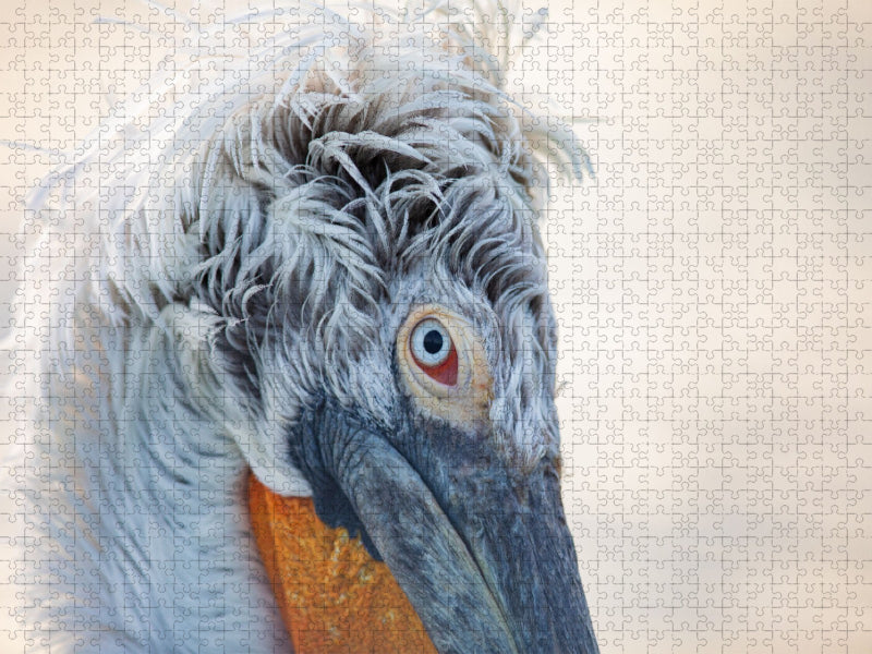 Ein Motiv aus dem Kalender Charismatische Vögel - CALVENDO Foto-Puzzle'