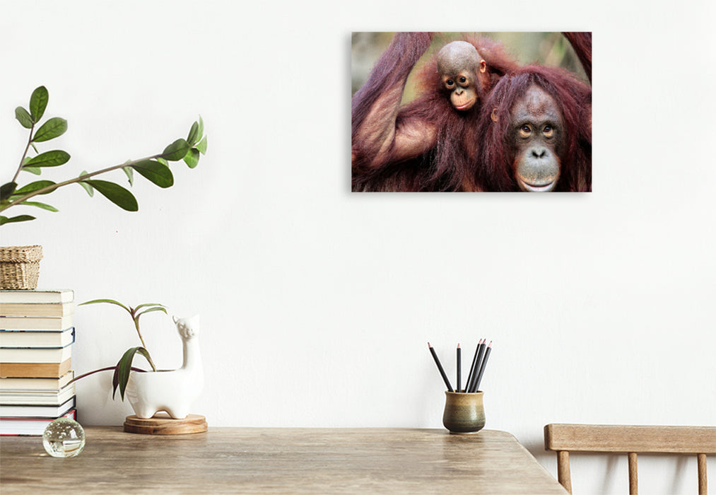 Premium textile canvas Premium textile canvas 120 cm x 80 cm landscape Orangutan mother with child 