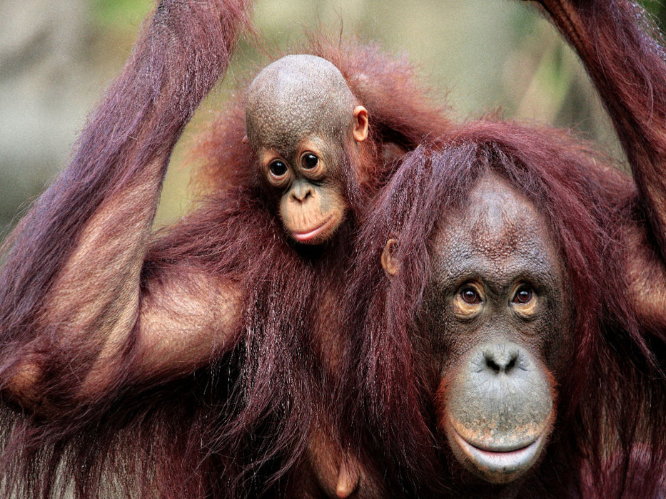 Orang-Utan Mutter mit Kind - CALVENDO Foto-Puzzle'