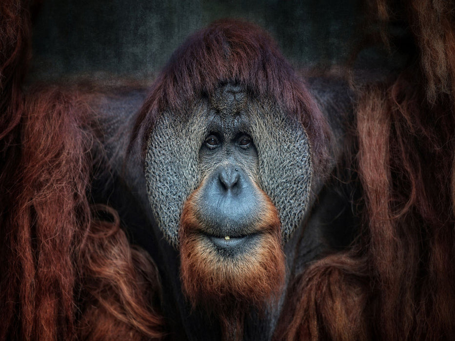Orang-Utan - CALVENDO Foto-Puzzle'