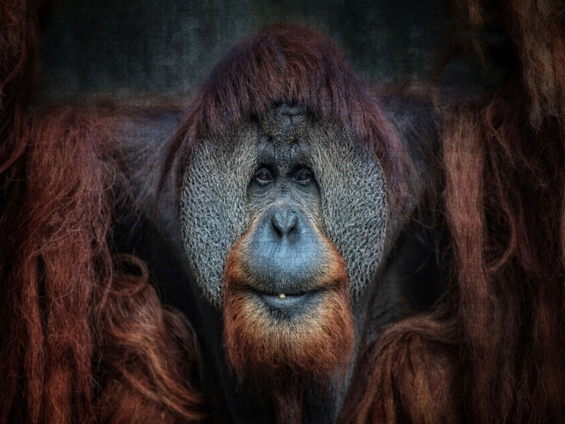Orang-Utan - CALVENDO Foto-Puzzle'