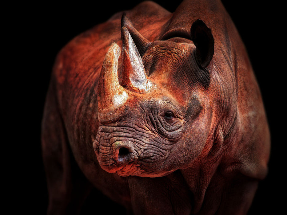 Nashorn - CALVENDO Foto-Puzzle'