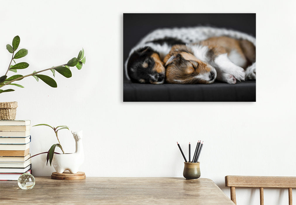 Premium textile canvas Premium textile canvas 90 cm x 60 cm across Collie puppies cuddling together 