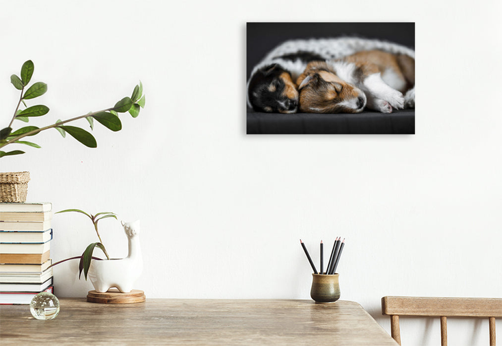 Premium textile canvas Premium textile canvas 90 cm x 60 cm across Collie puppies cuddling together 