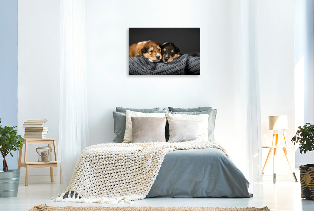 Premium textile canvas Premium textile canvas 90 cm x 60 cm landscape Young collies slumber snuggled up together 