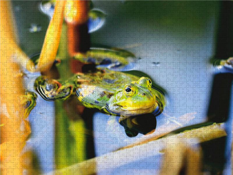 Ein Motiv aus dem Kalender Teichfrösche 1000 Teile Puzzle quer - CALVENDO Foto-Puzzle'