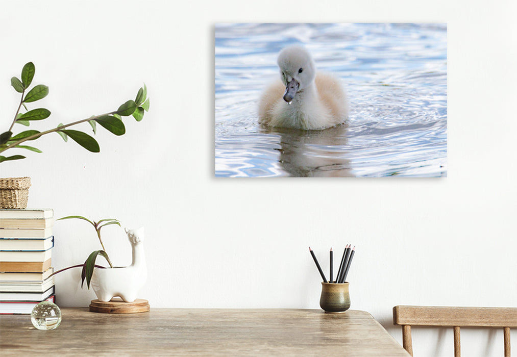 Premium textile canvas Premium textile canvas 120 cm x 80 cm landscape Swan chicks 