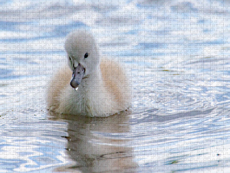 Schwanenküken - CALVENDO Foto-Puzzle'