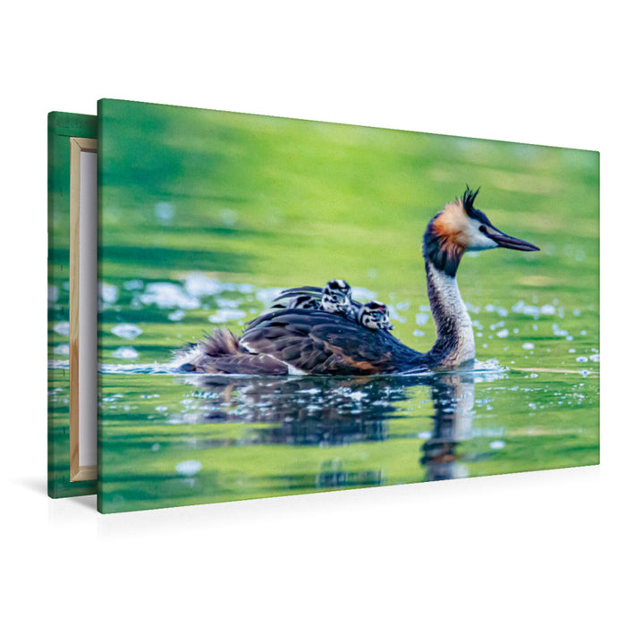 Premium Textil-Leinwand Haubentaucher mit Küken