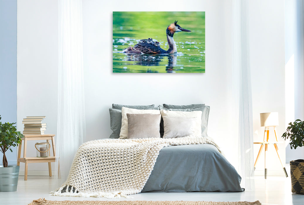 Premium textile canvas Premium textile canvas 120 cm x 80 cm landscape Great crested grebe with chicks 