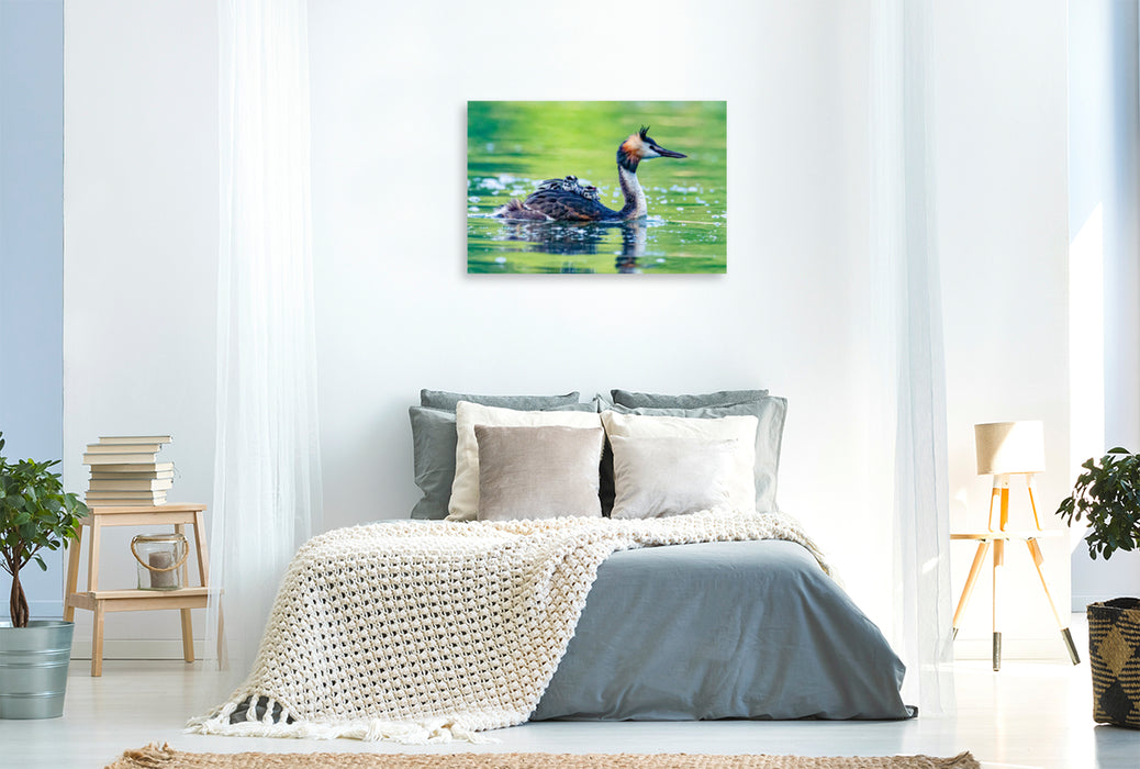 Premium textile canvas Premium textile canvas 120 cm x 80 cm landscape Great crested grebe with chicks 