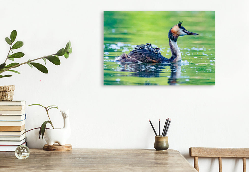 Premium textile canvas Premium textile canvas 120 cm x 80 cm landscape Great crested grebe with chicks 