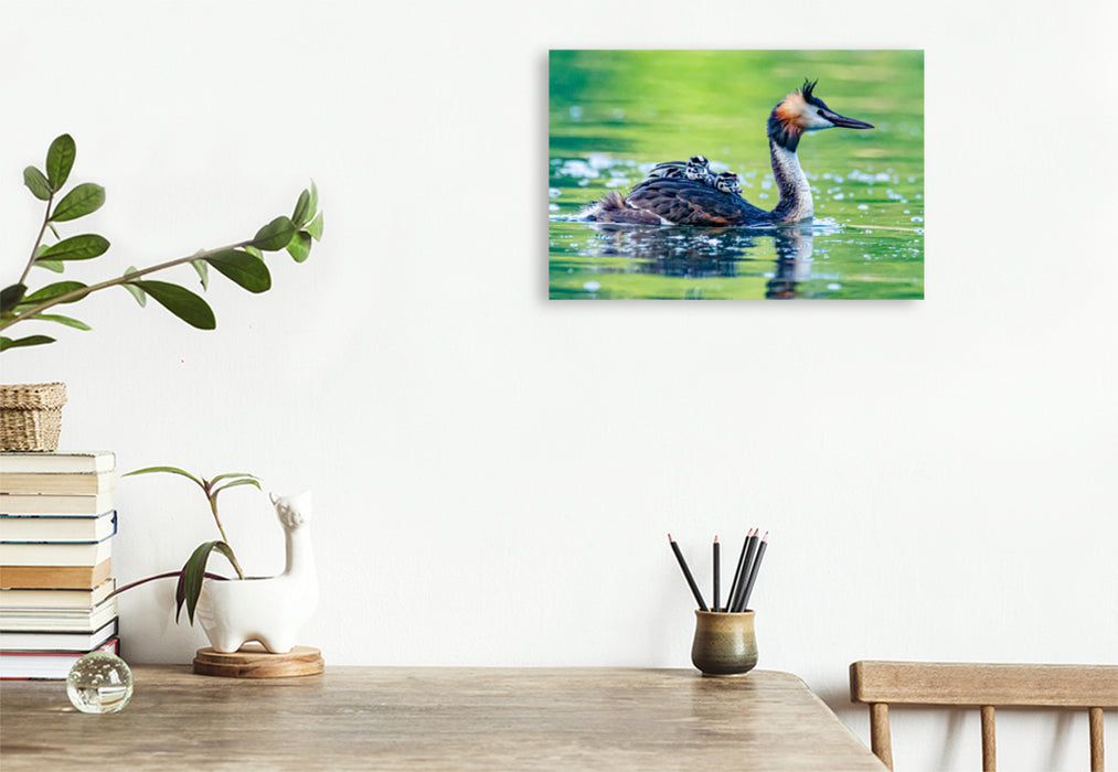 Premium textile canvas Premium textile canvas 120 cm x 80 cm landscape Great crested grebe with chicks 