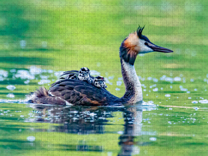 Haubentaucher mit Küken - CALVENDO Foto-Puzzle'