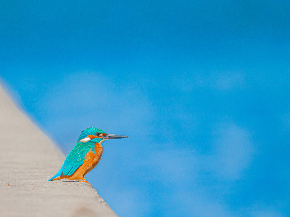 Eisvogel - CALVENDO Foto-Puzzle'