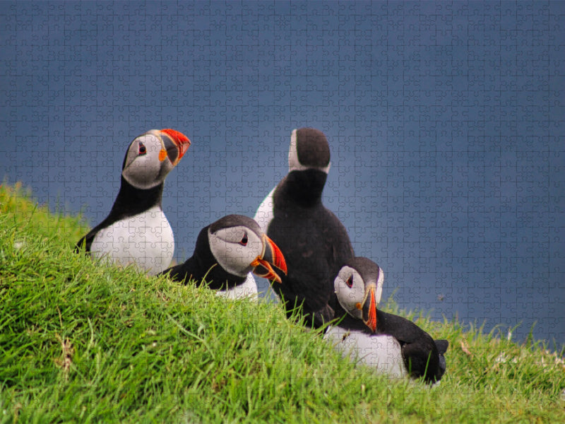 Ein Motiv aus dem Kalender Papageientaucher 2022 - Magische Vögel des Nordmeers - CALVENDO Foto-Puzzle'